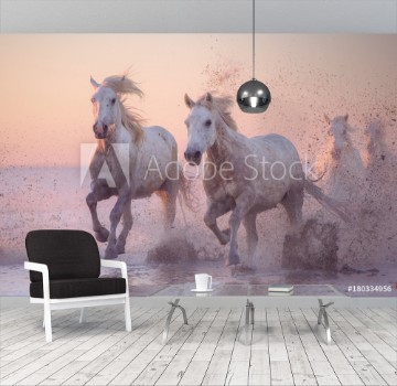 Picture of Camargue horses